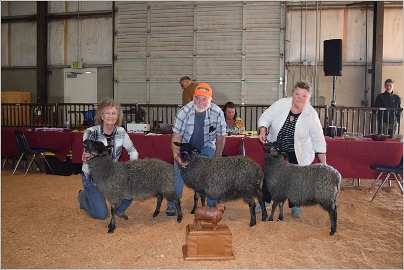 Jermain Farm Gotlands flock received the Black Sheep Cup for the Best Young Flock. Photo: Peggy Lundquist.